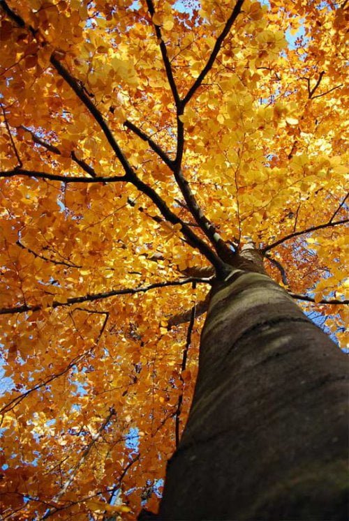 Napovednik Medgeneracijskega središča Zagorje za mesec november